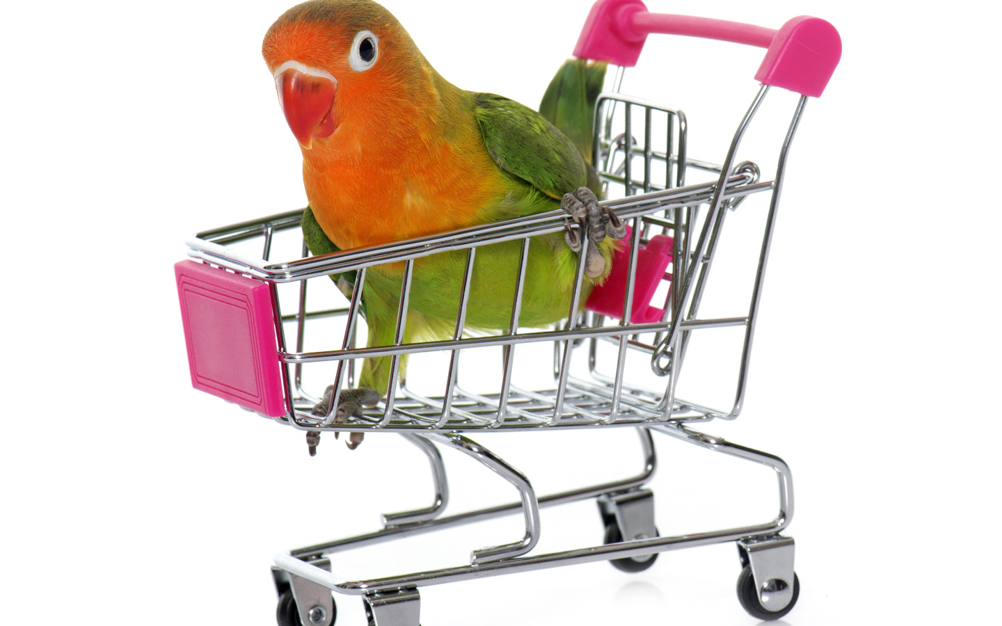 Попугай в маленькой тележке на белом фоне