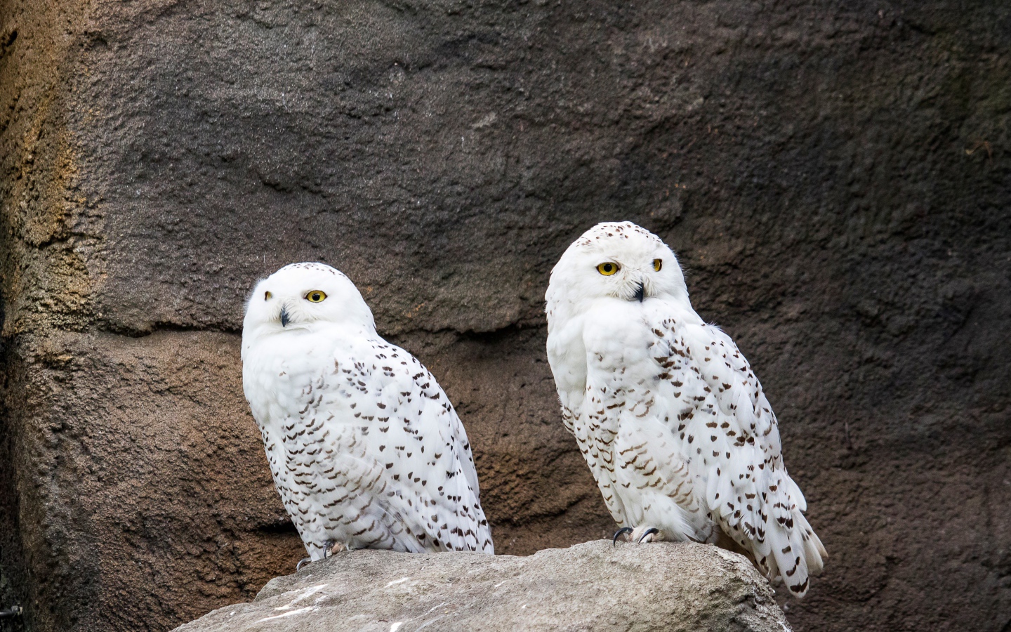 Две грациозные белые совы сидят на камне