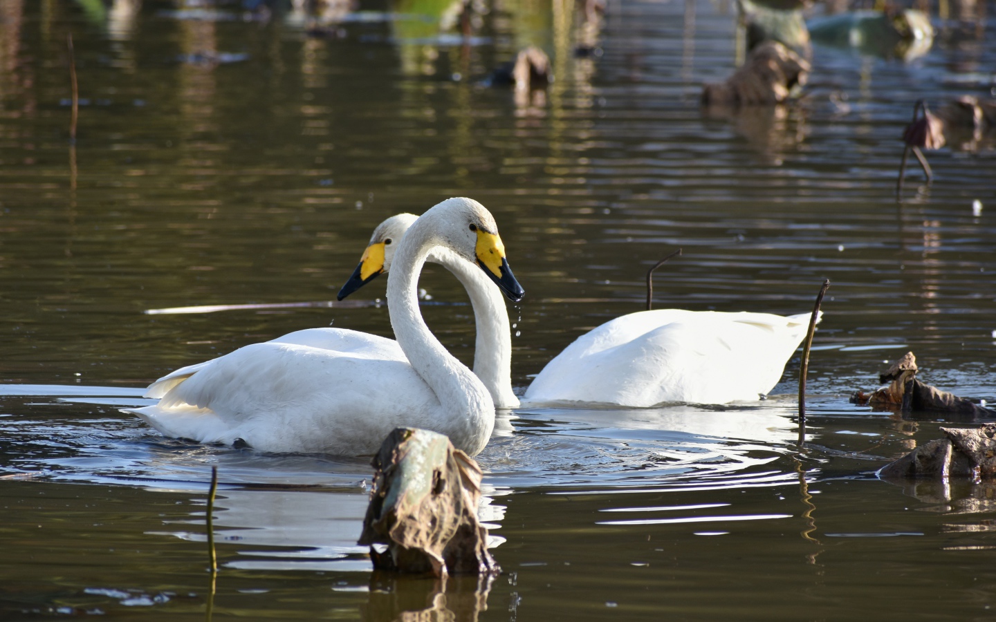 Два белых лебедя плавают в пруду 