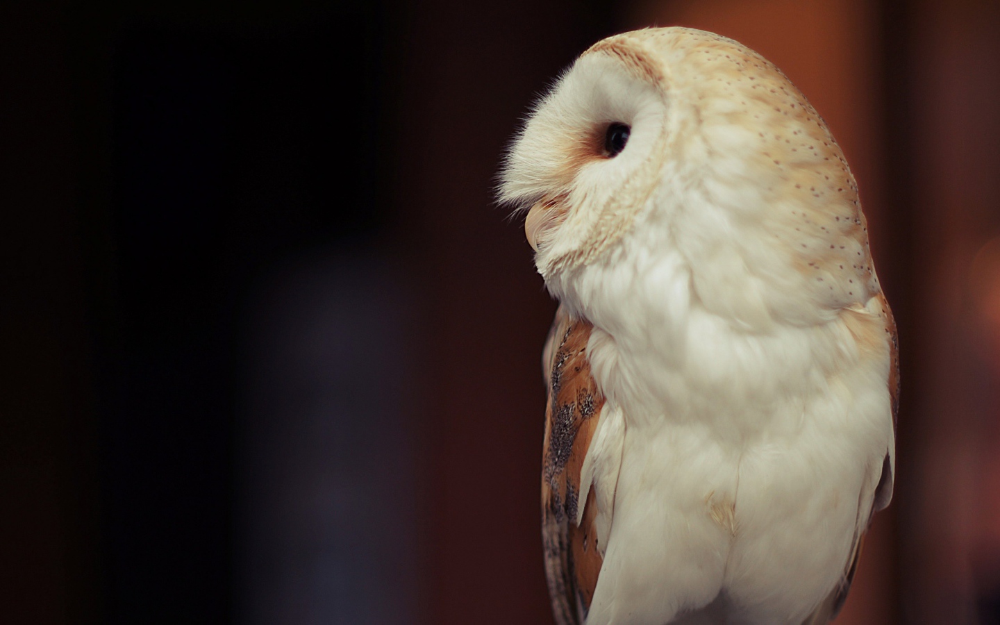 Белая большая сова вид сбоку 