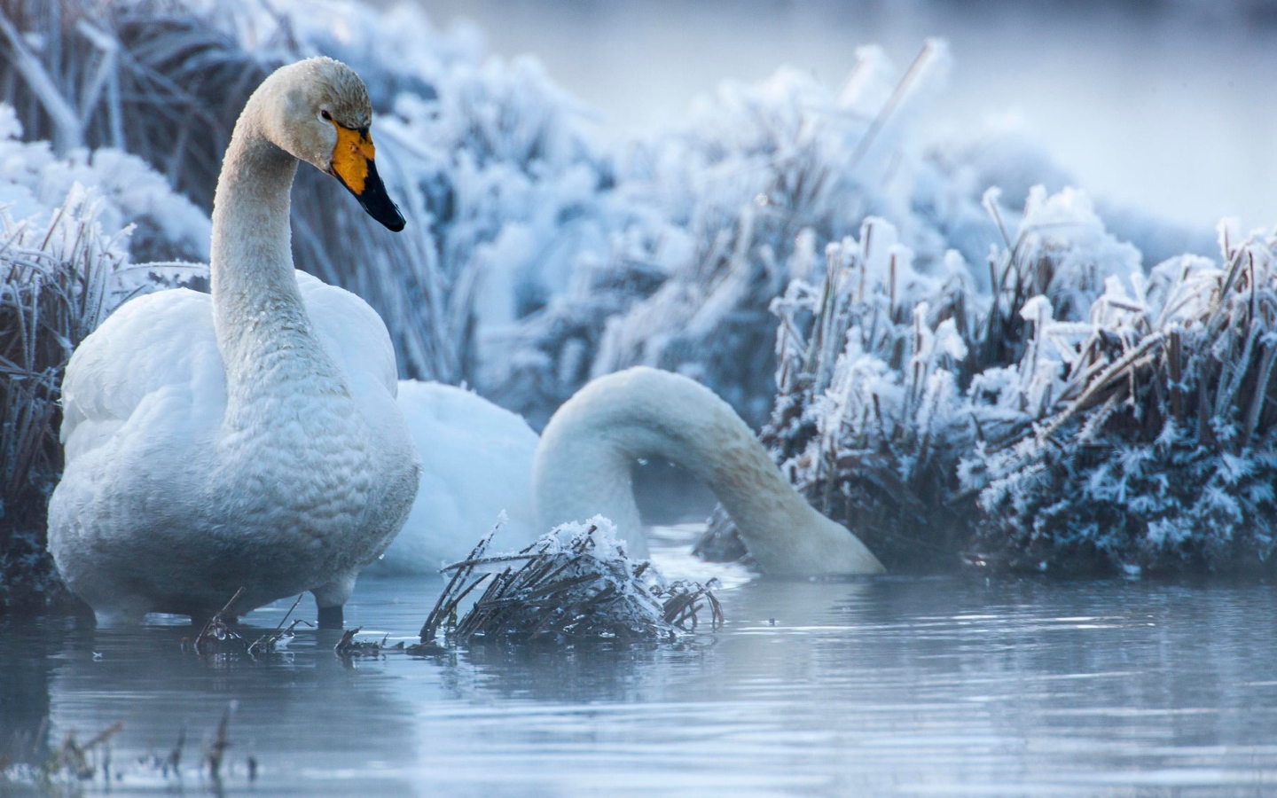 Белые лебеди на озере зимой
