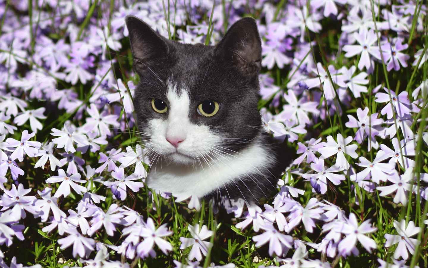 Красивый кот сидит в цветах 