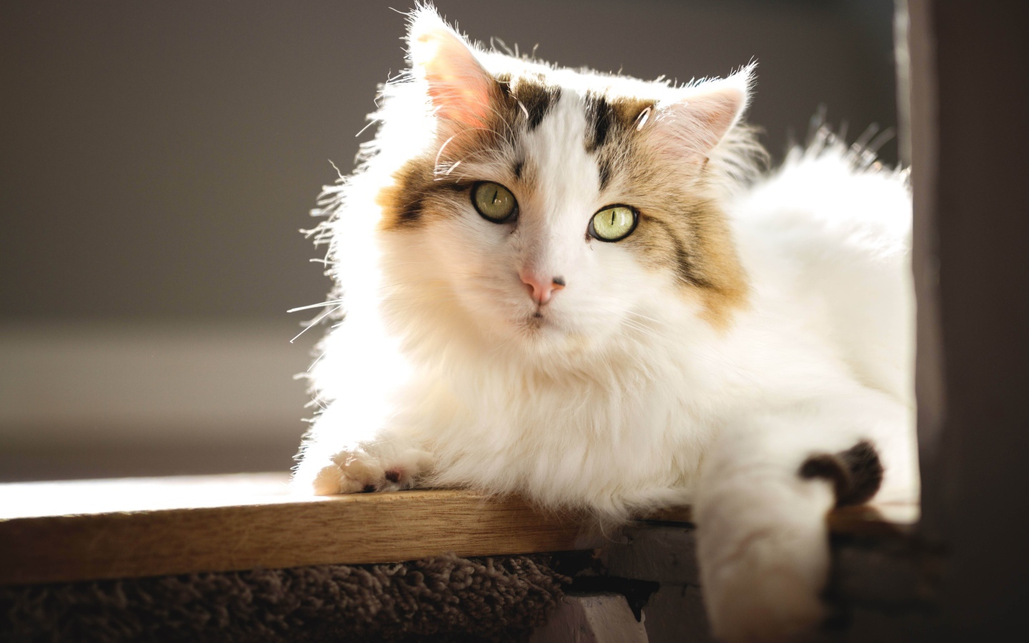 Большой красивый кот лежит на подоконнике в лучах солнца