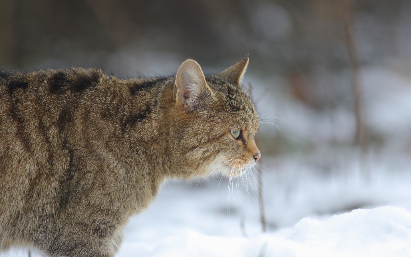 Большой серый кот идет по белому снегу