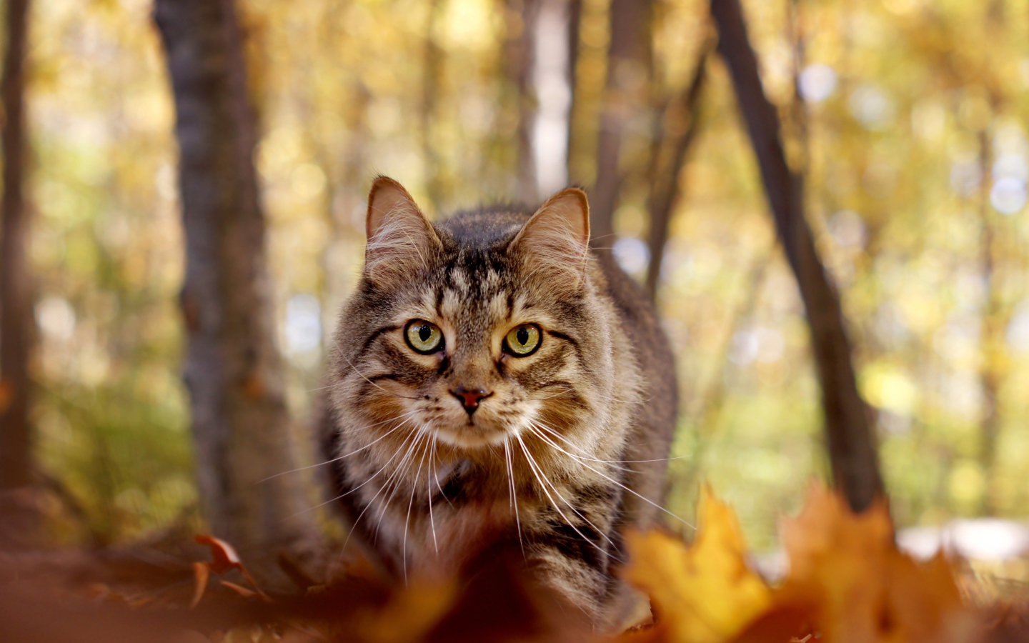 Зеленоглазый серый кот стоит на желтой листве в лесу