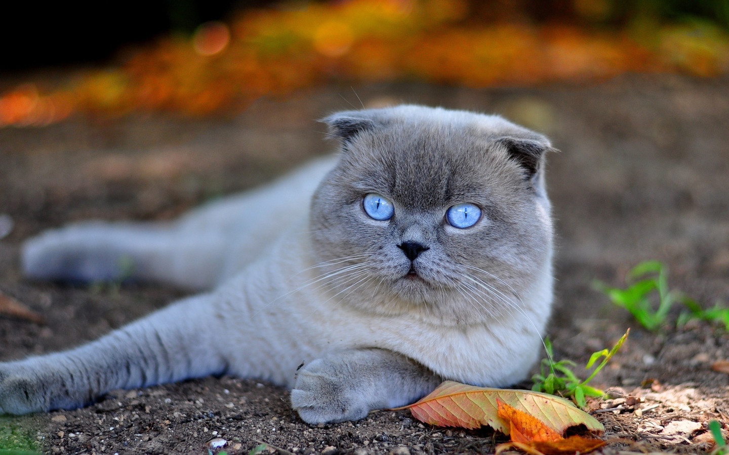 Красивый британский голубоглазый кот лежит на земле с желтыми листьями