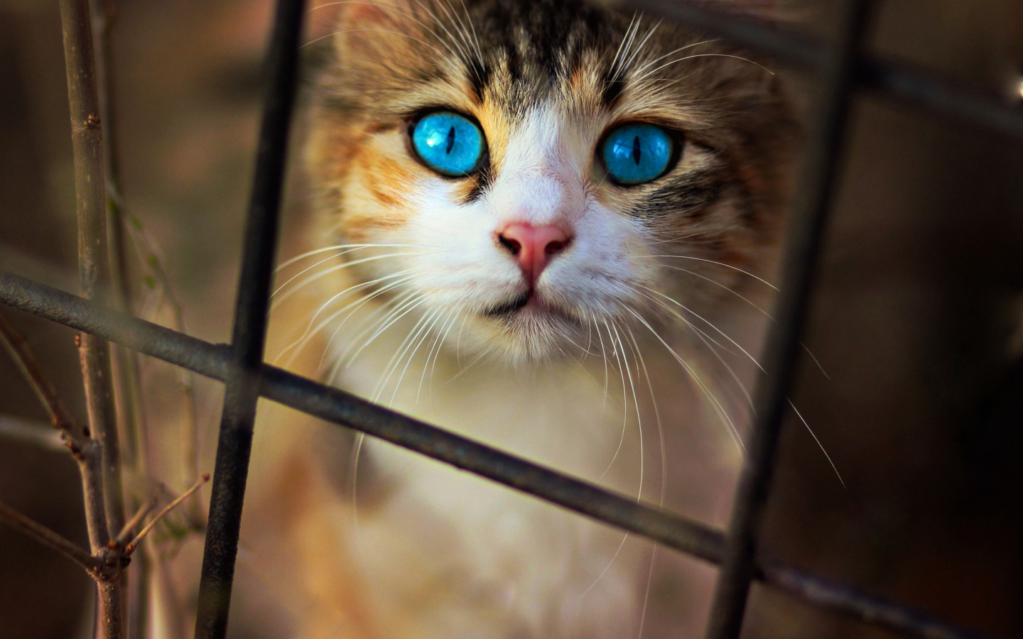 Красивый голубоглазый кот смотрит через решетку