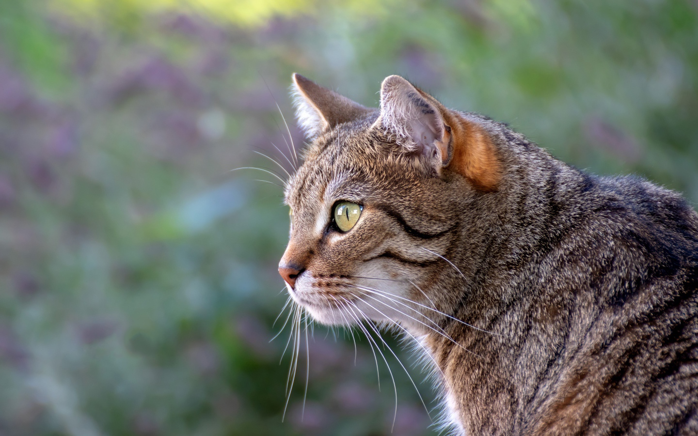 Красивый серый зеленоглазый кот