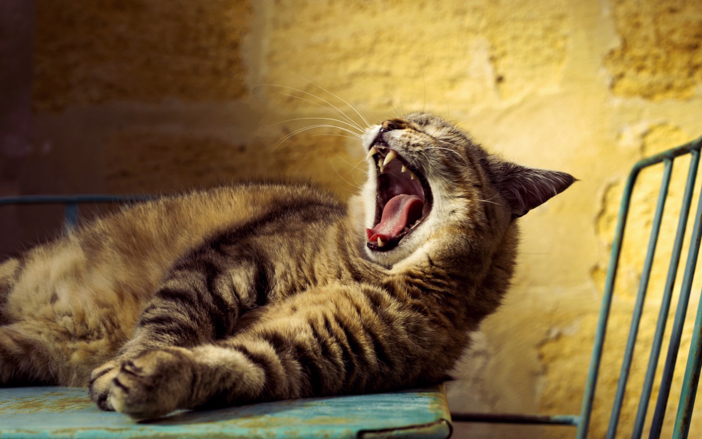 Большой серый кот зевает 