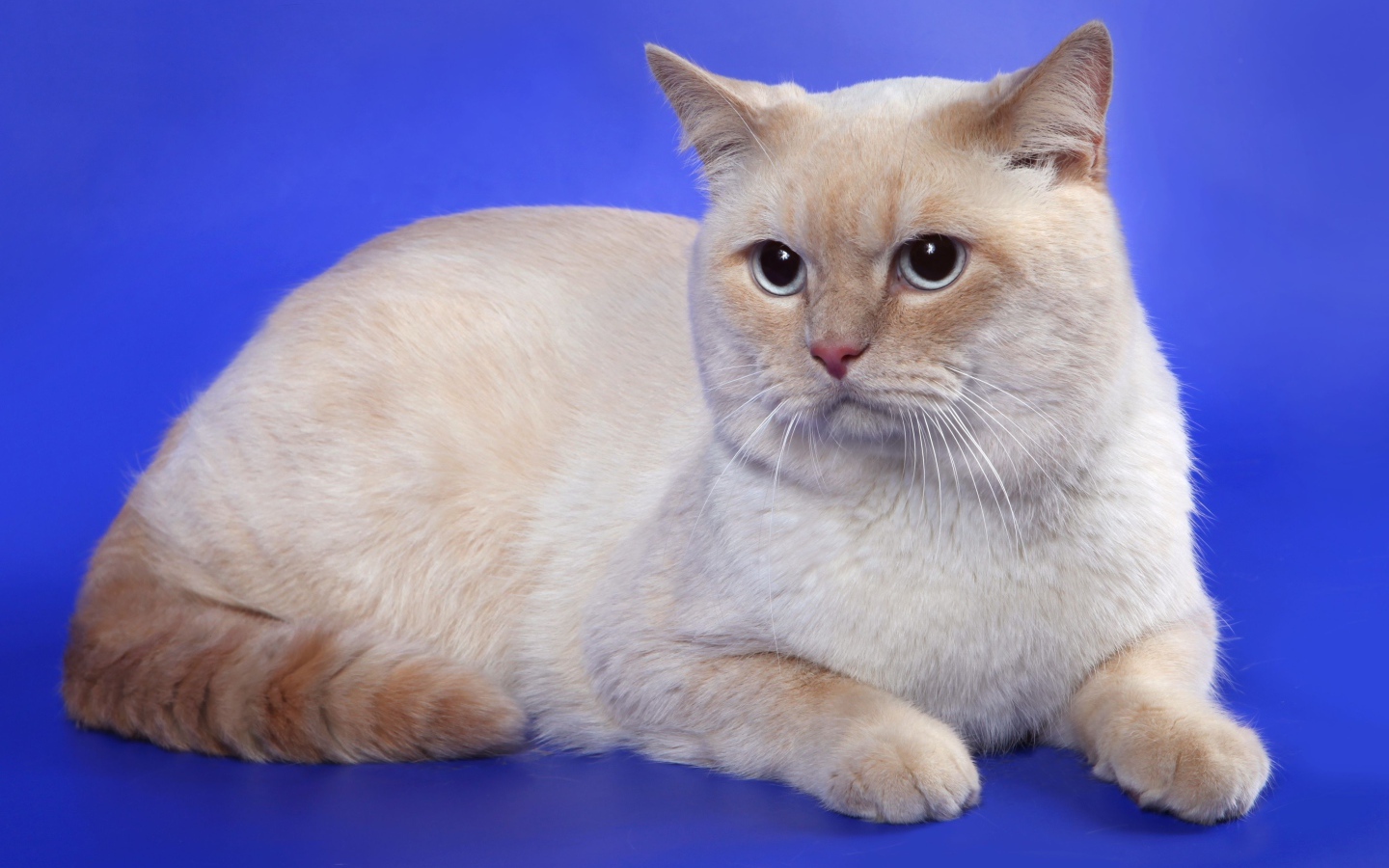 Британская кошка кремовый-пойнт окрас