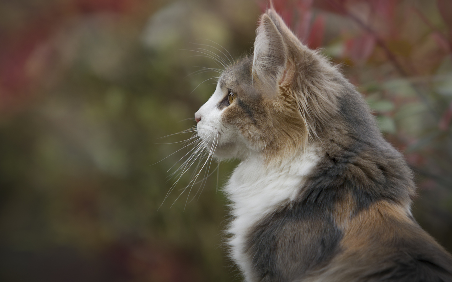 Кошка черепахового окраса вид сбоку 