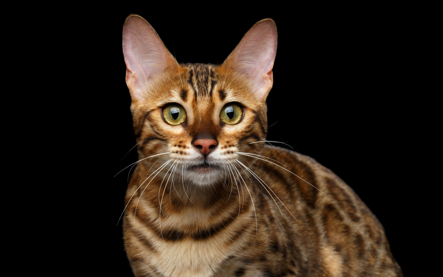Дорогая Бенгальская кошка на черном фоне