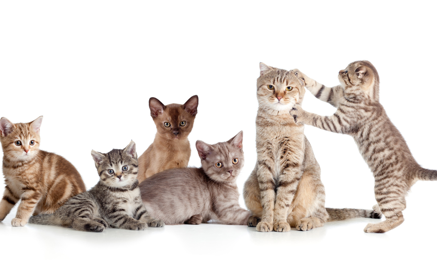 Забавные маленькие котята на белом фоне