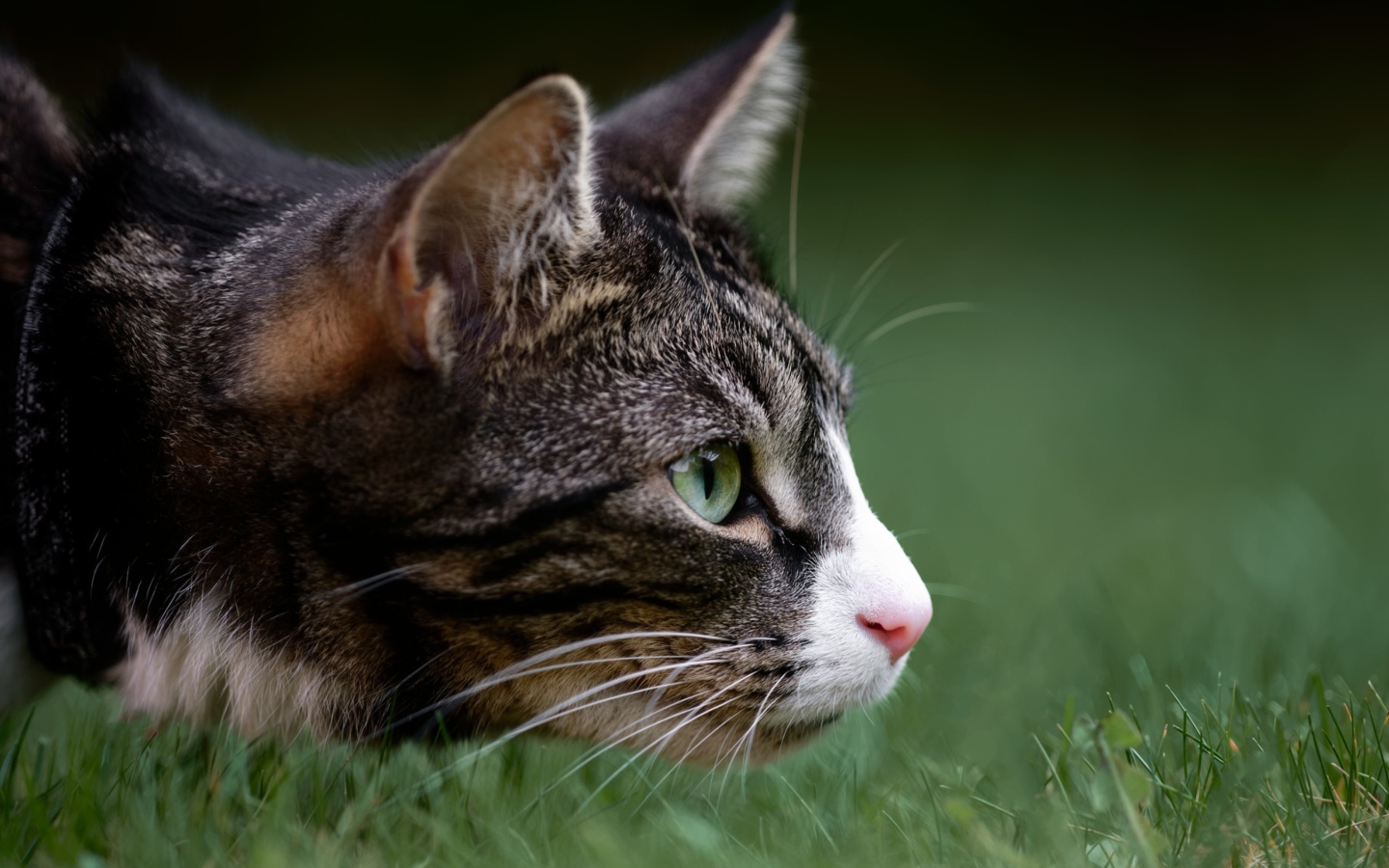 Серый кот охотится в зеленой траве 