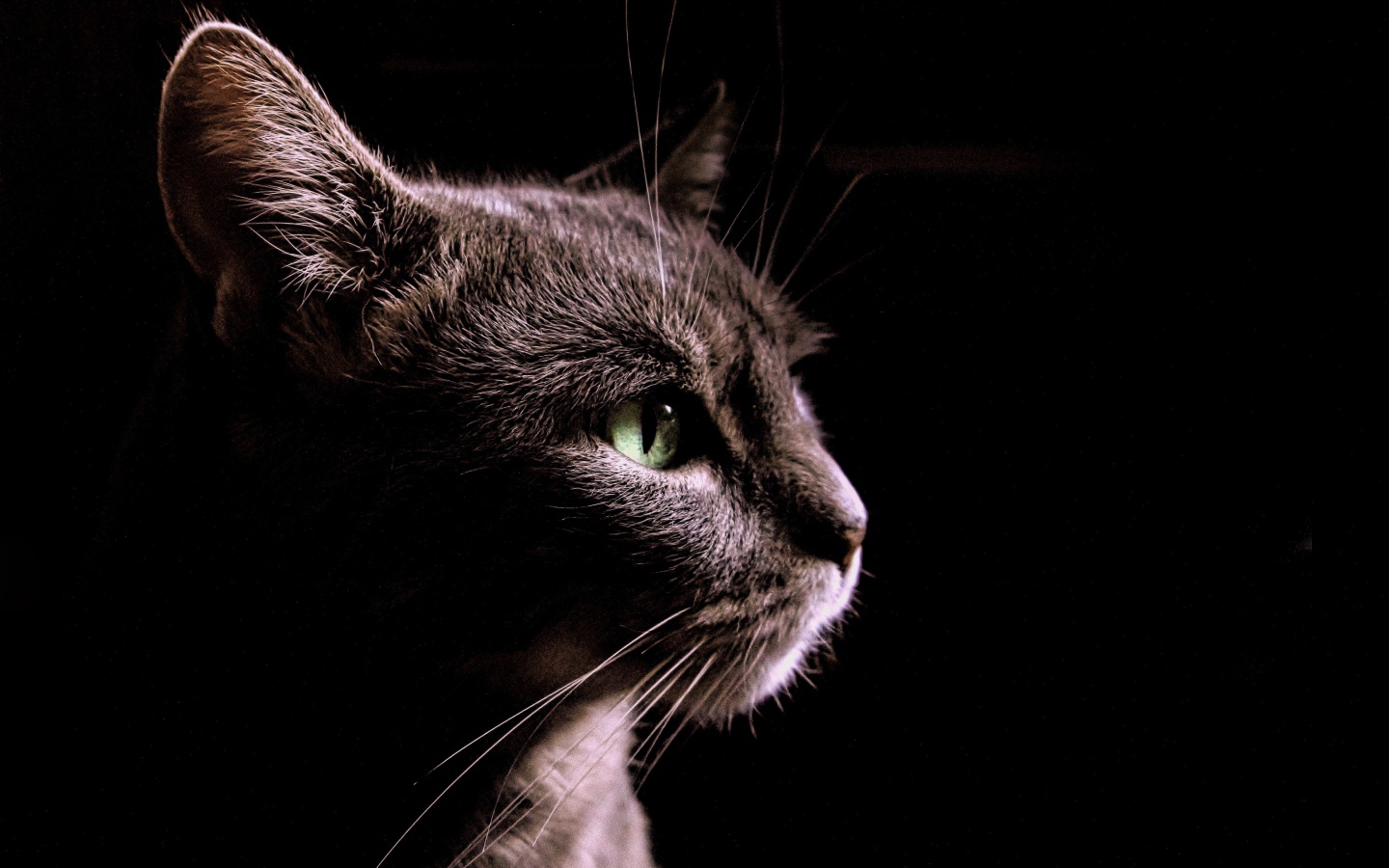 Gray cat on a black background, side view