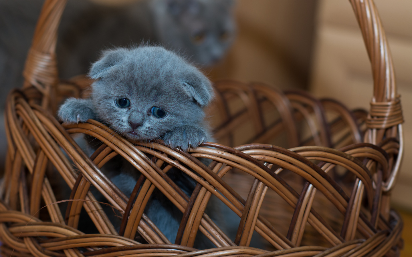 Маленький британский вислоухий котенок в корзине