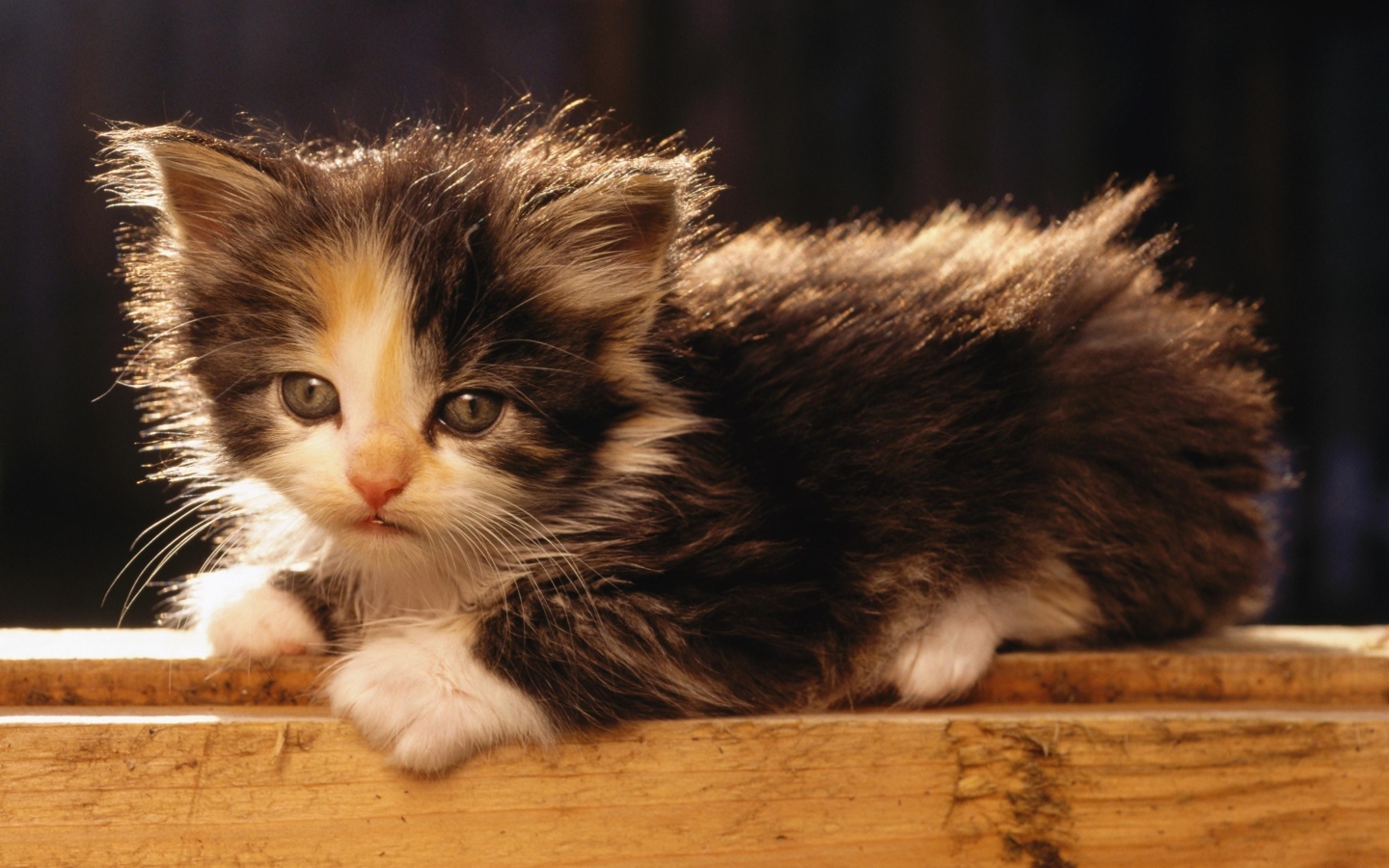 Маленький милый пушистый котенок в лучах солнца