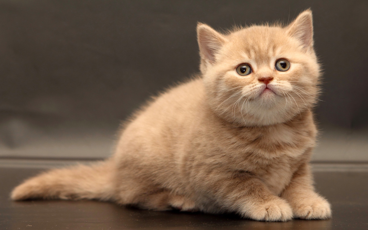 Маленький милый рыжий котенок на сером фоне