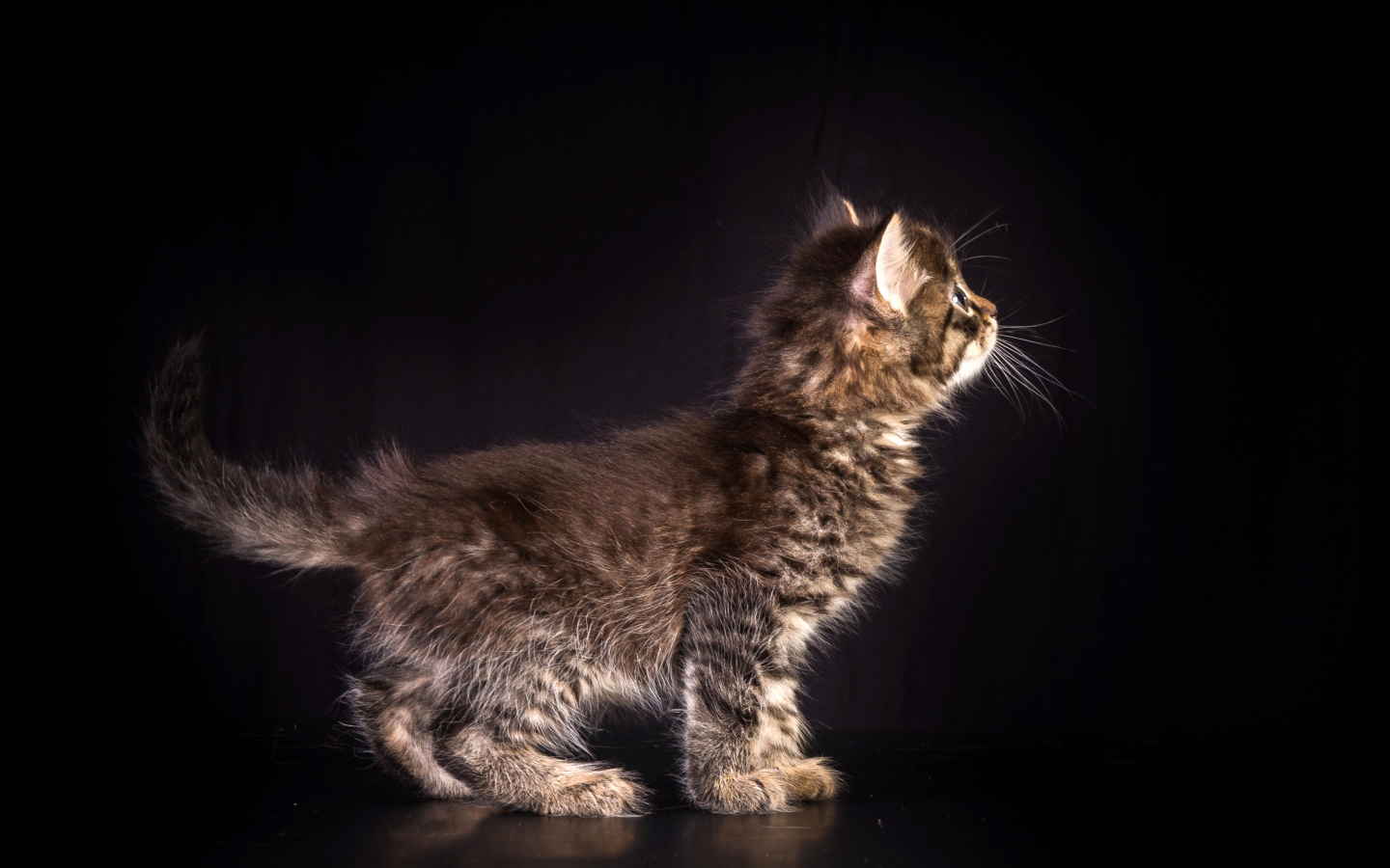 Маленький пушистый серый котенок на черном фоне