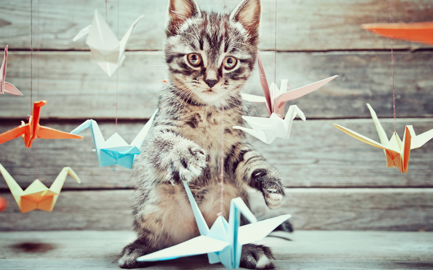 Маленький серый котенок с бумажными игрушками