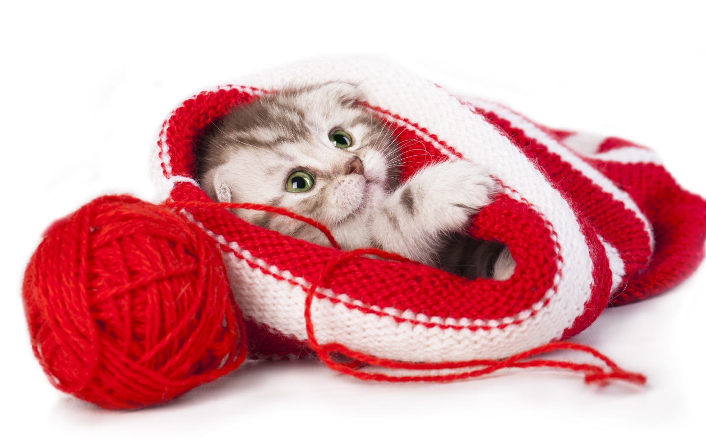 Маленький котенок спит в вязаной шапке