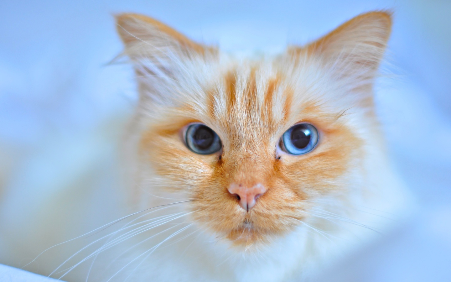 Морда рыжей голубоглазой кошки