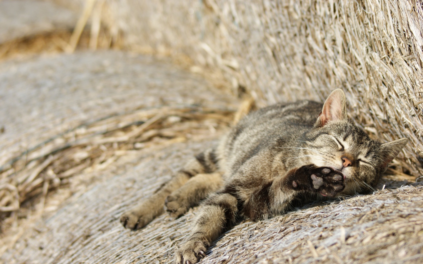 Рыжий котенок спит на сене