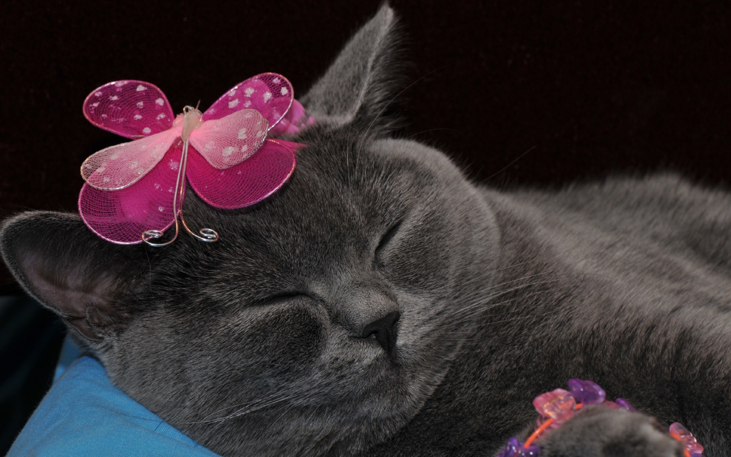 Спящий британский кот с украшением на голове