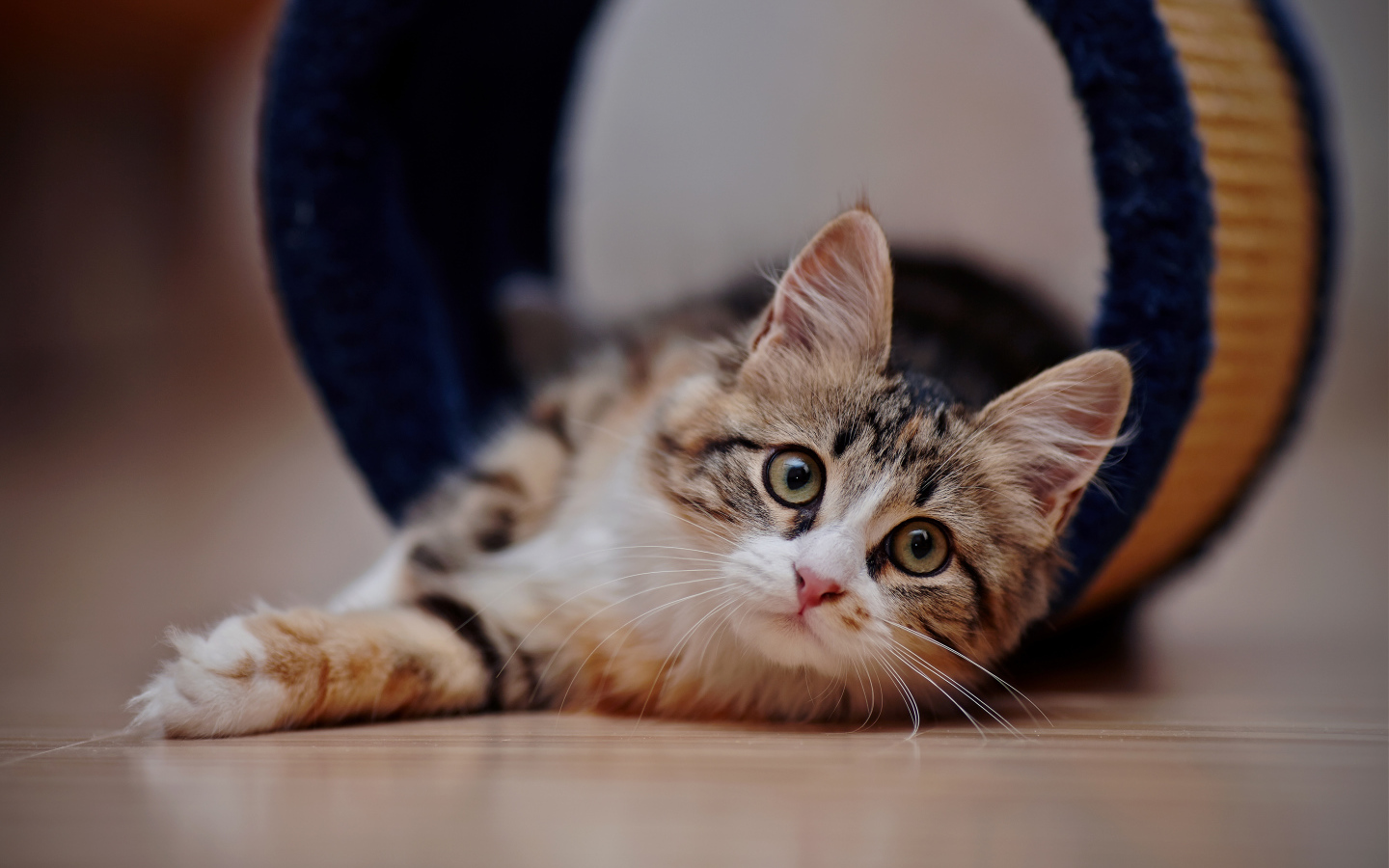 Взгляд любопытного серого кота