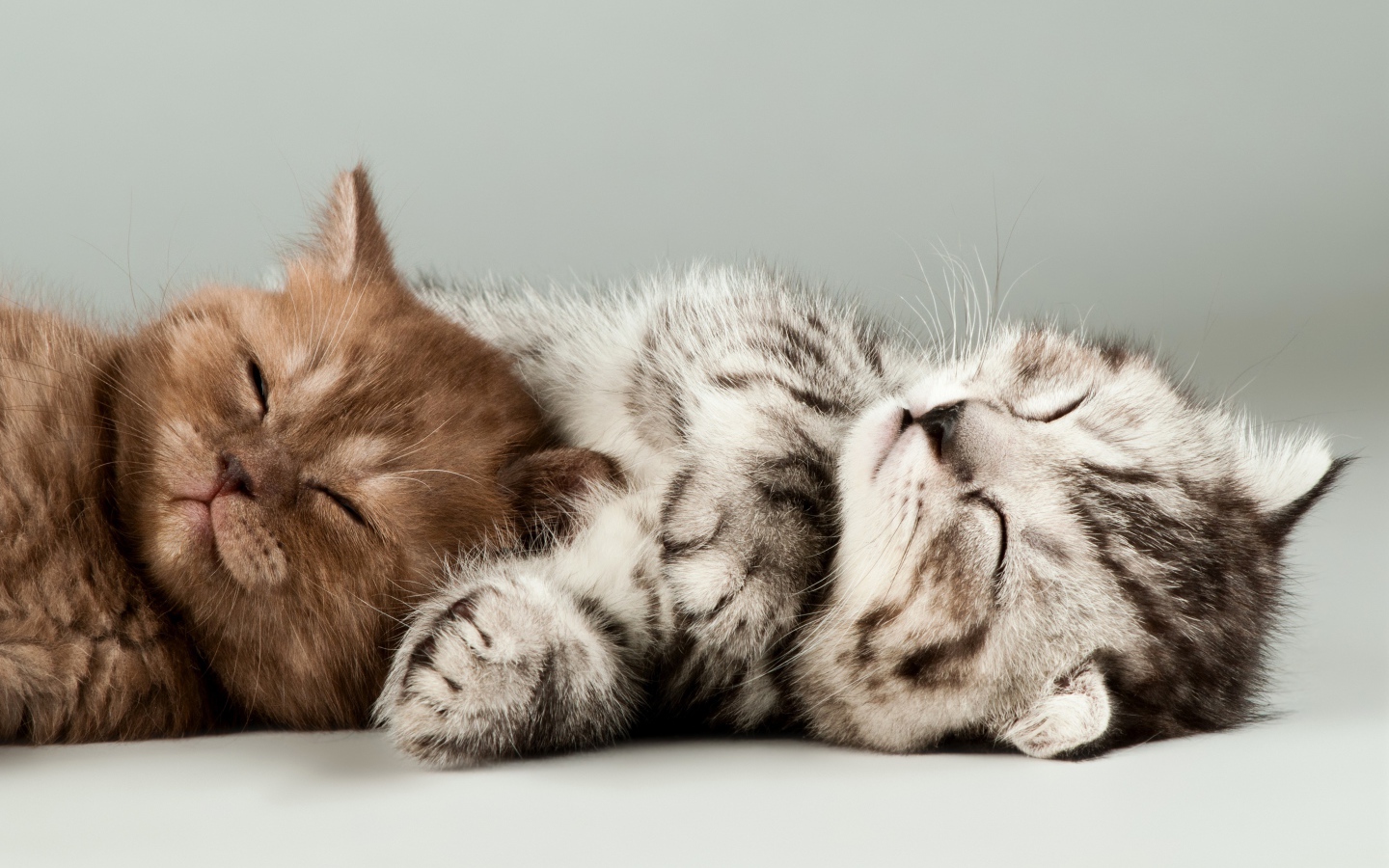 Два милых спящих котенка на сером фоне