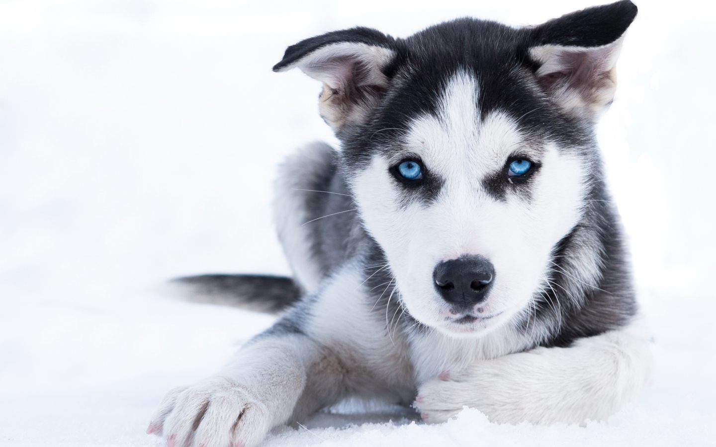 Голубоглазый щенок хаски лежит на снегу