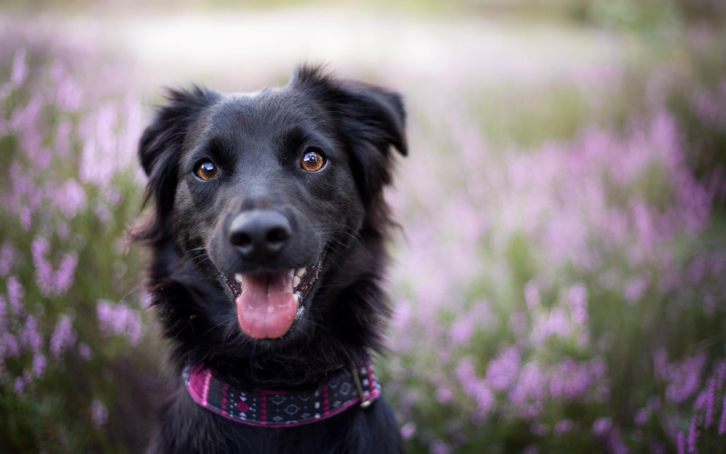 Забавная черная собака с высунутым языком