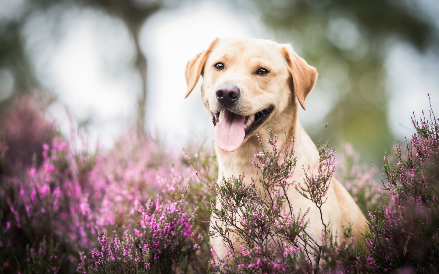 Золотистый ретривер с высунутым языком сидит в розовых цветах 