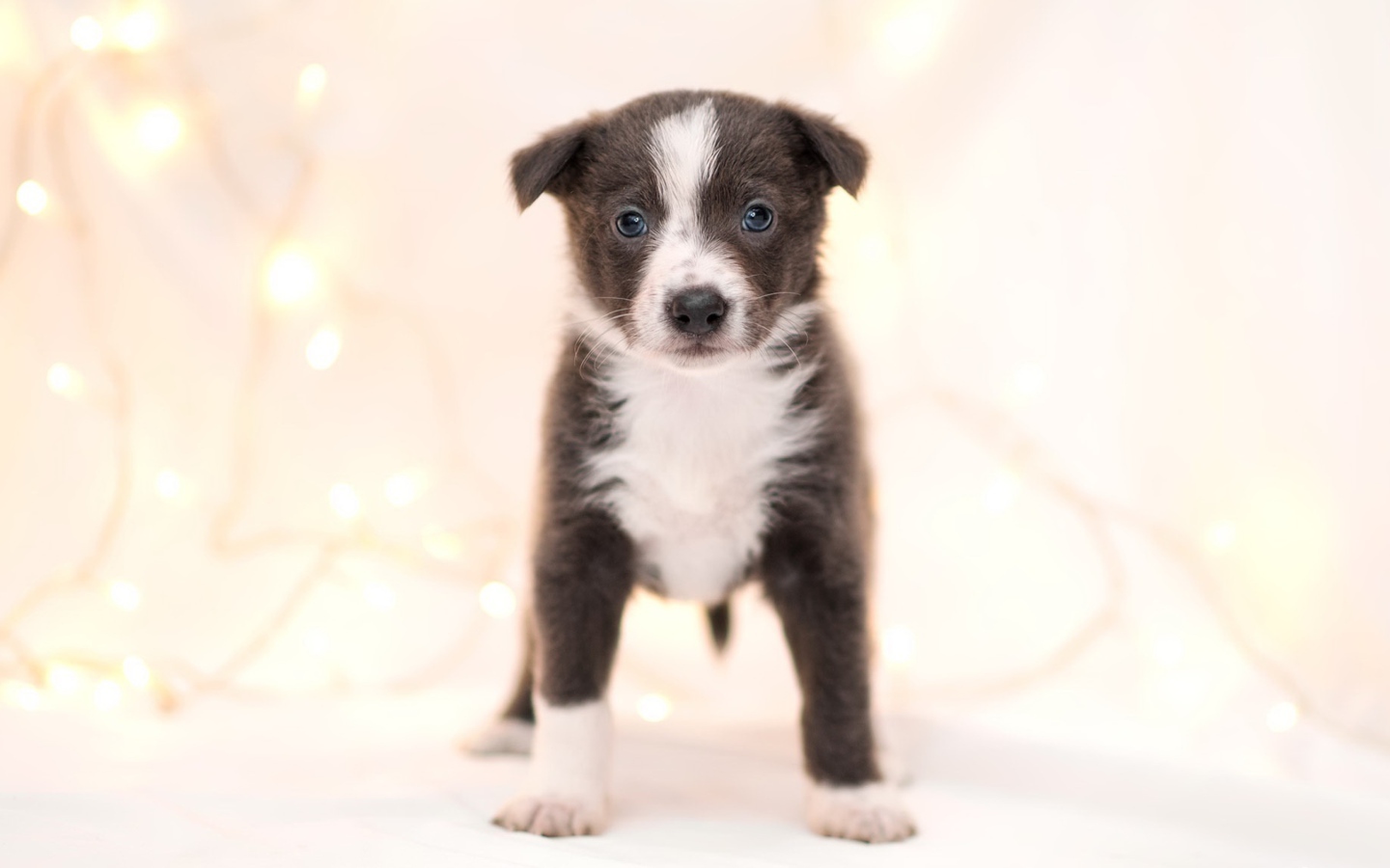 Маленький забавный щенок