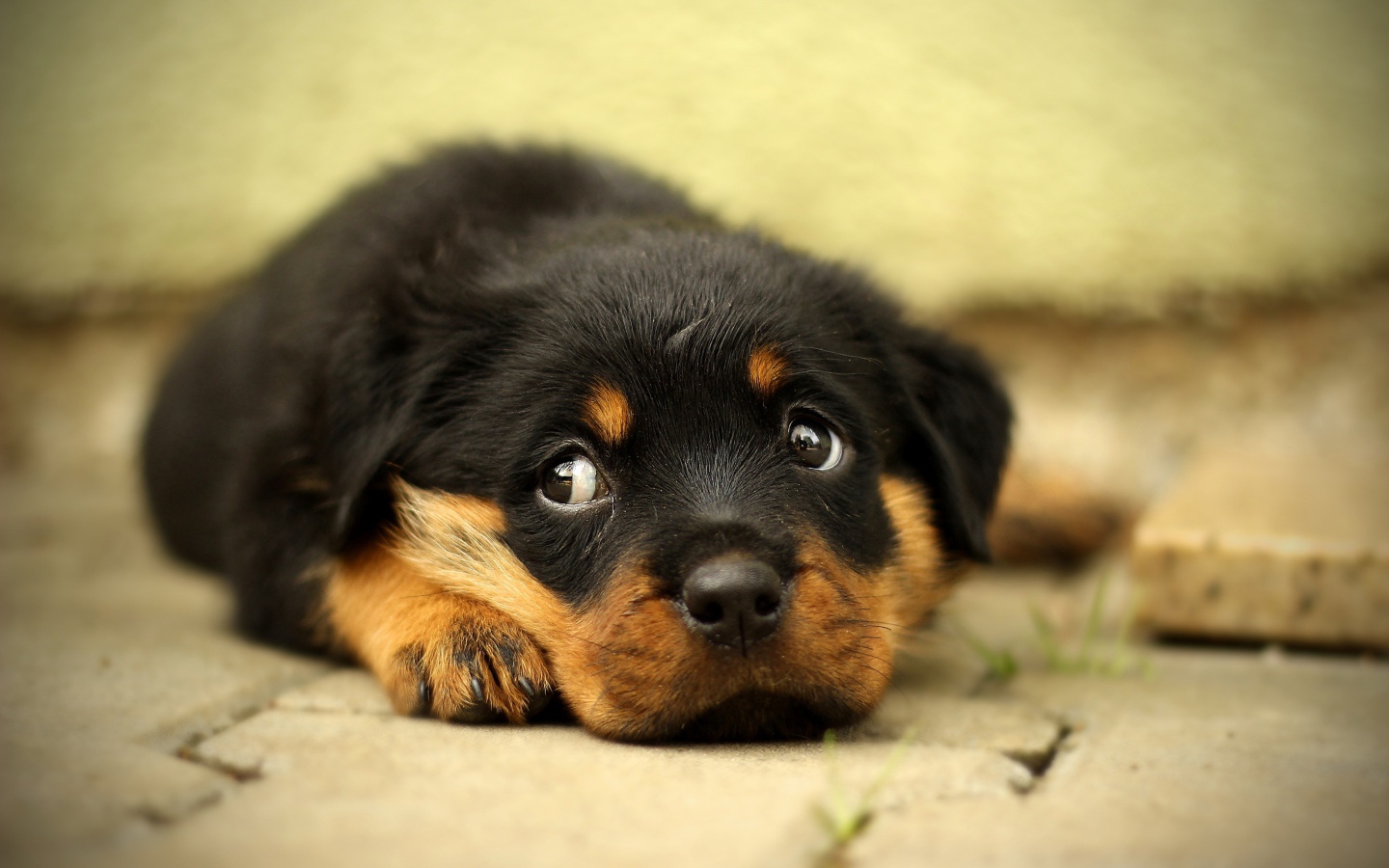 Маленький грустный щенок ротвейлера