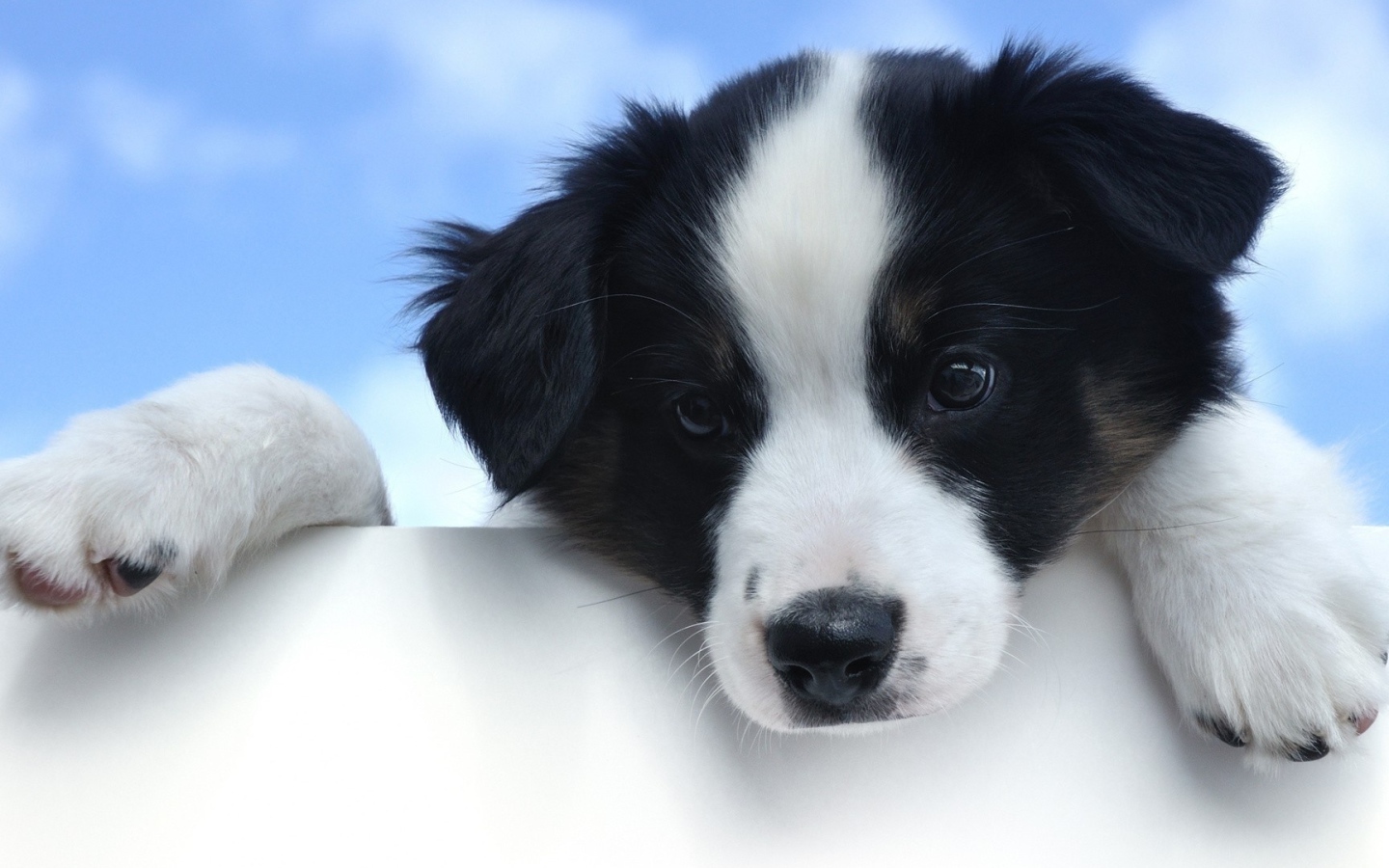 Маленький грустный щенок породы бордер колли