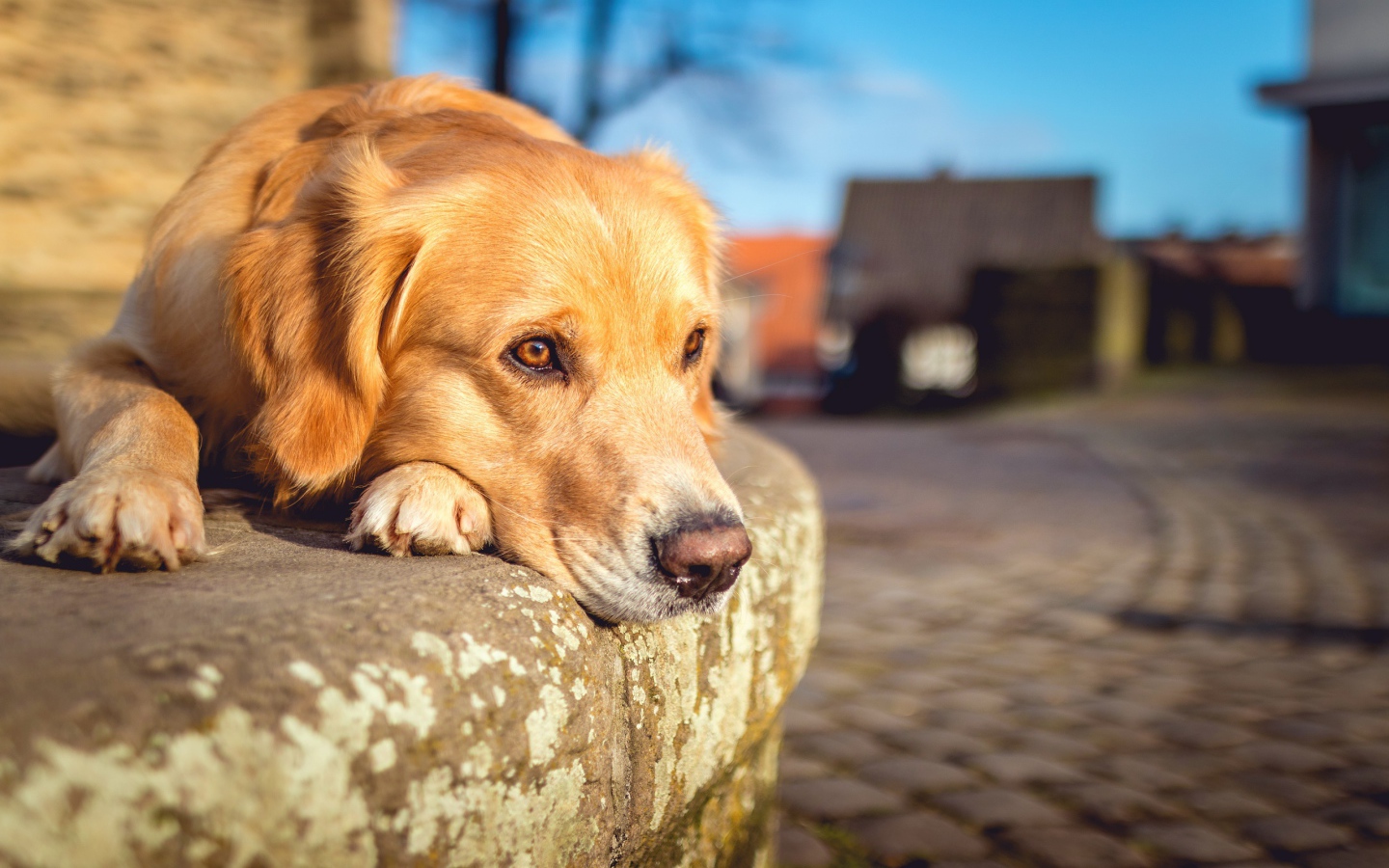 Грустный рыжий пес лежит у дороги