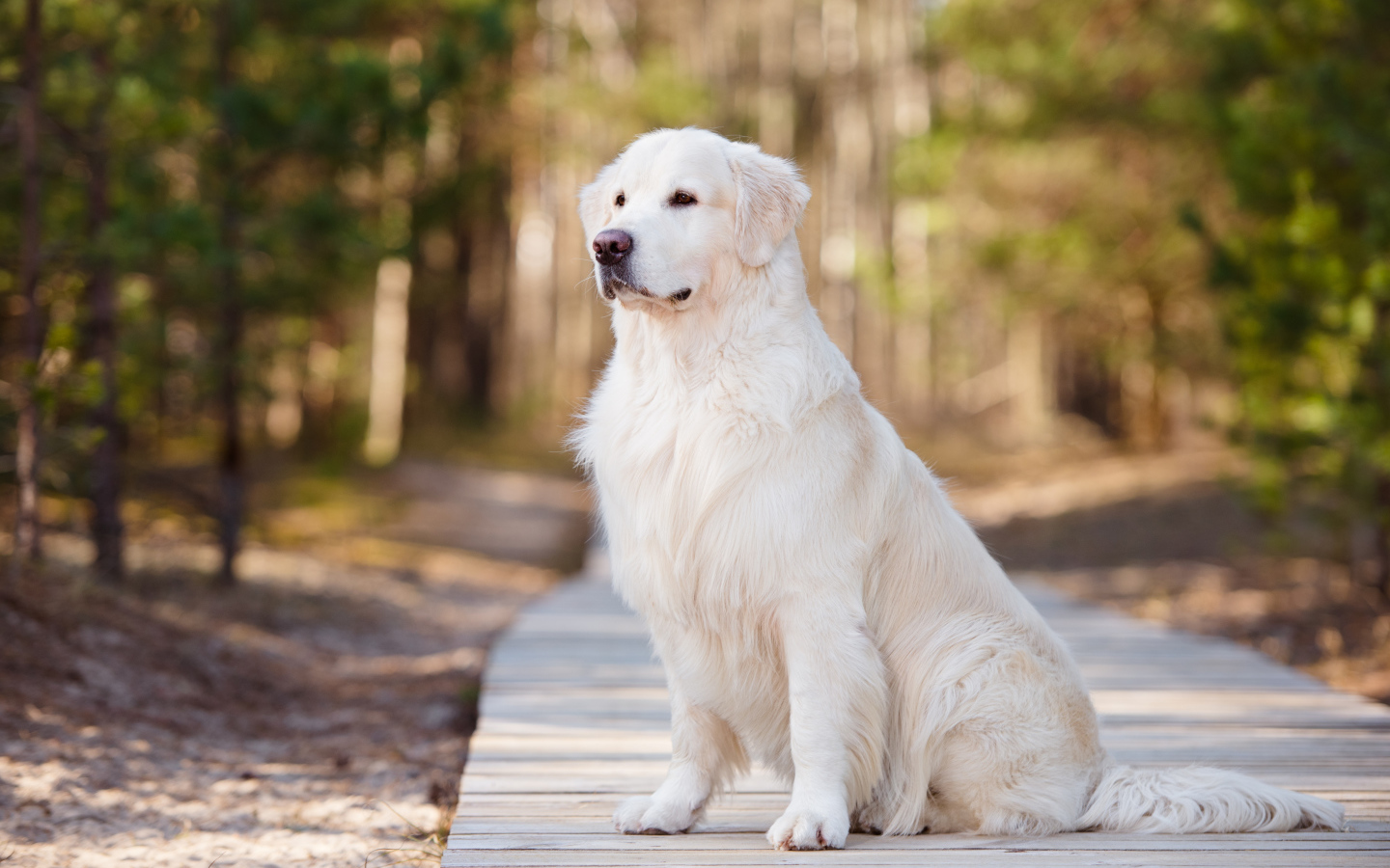 Серьезный золотистый ретривер сидит на деревянном мосту