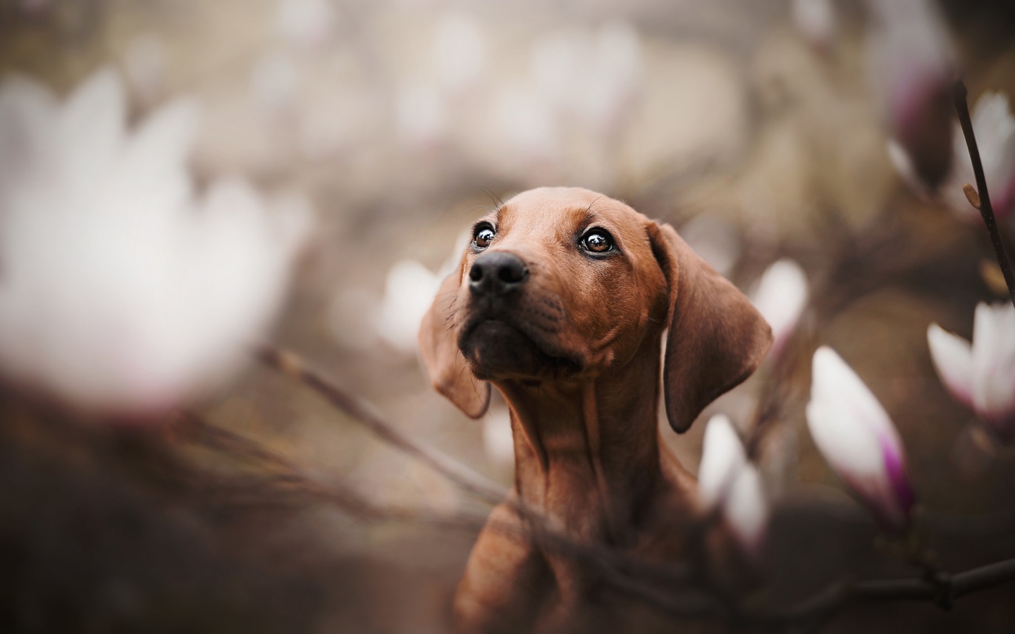 Маленькая грустная такса в розовых цветах