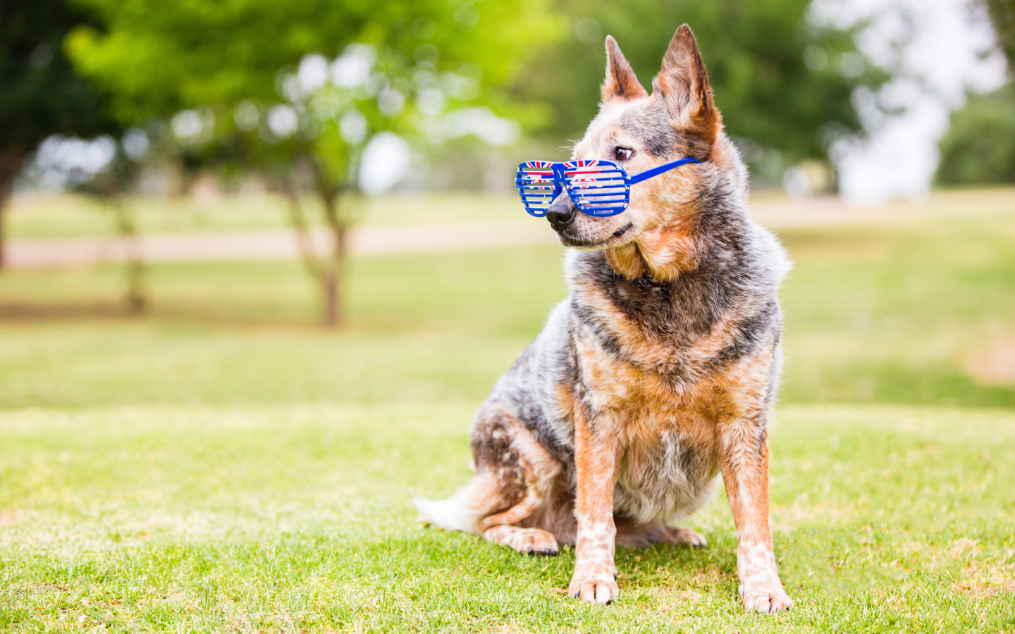 Австралийская пастушья собака  в очках на зеленой траве