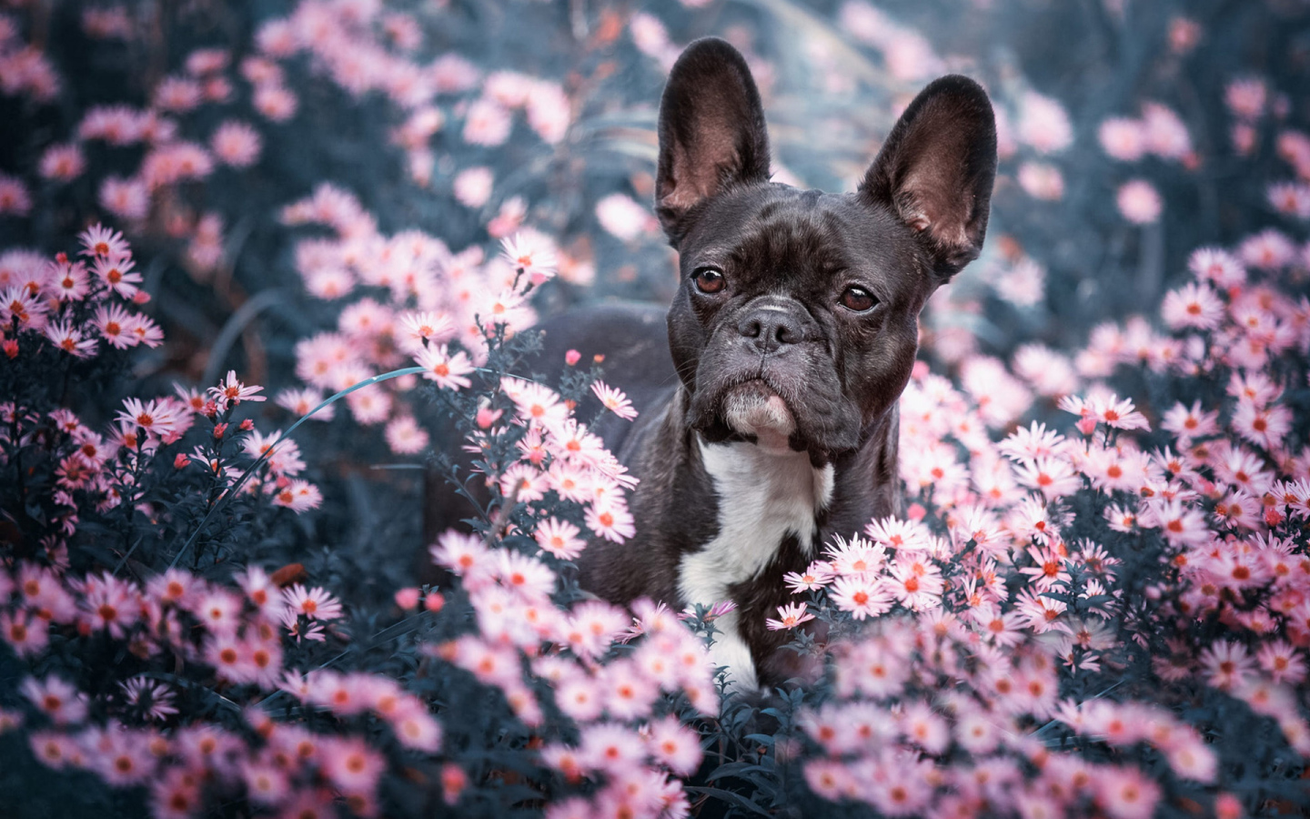 Black french bulldog sitting in flowers