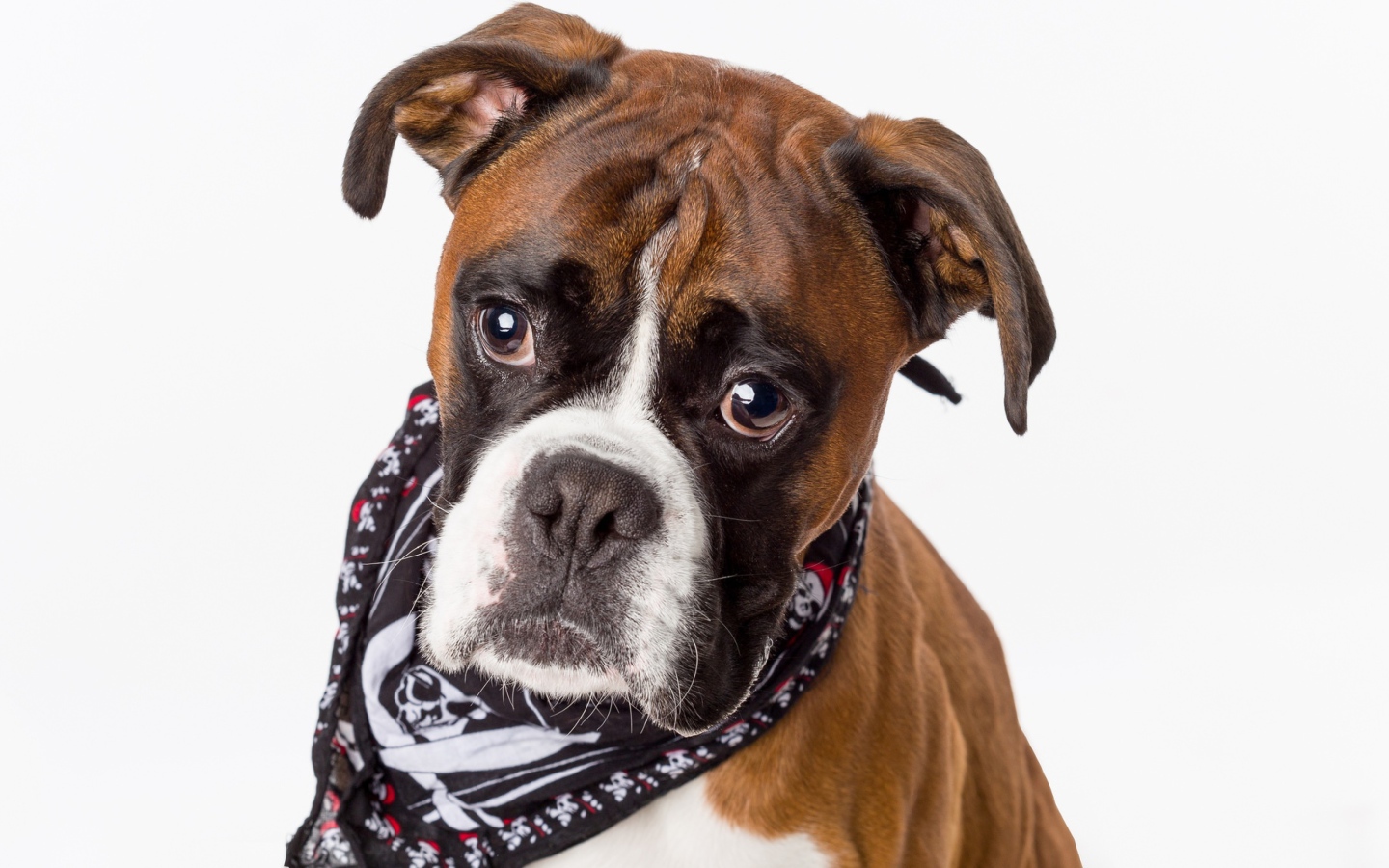 Боксер с платком на шее на сером фоне
