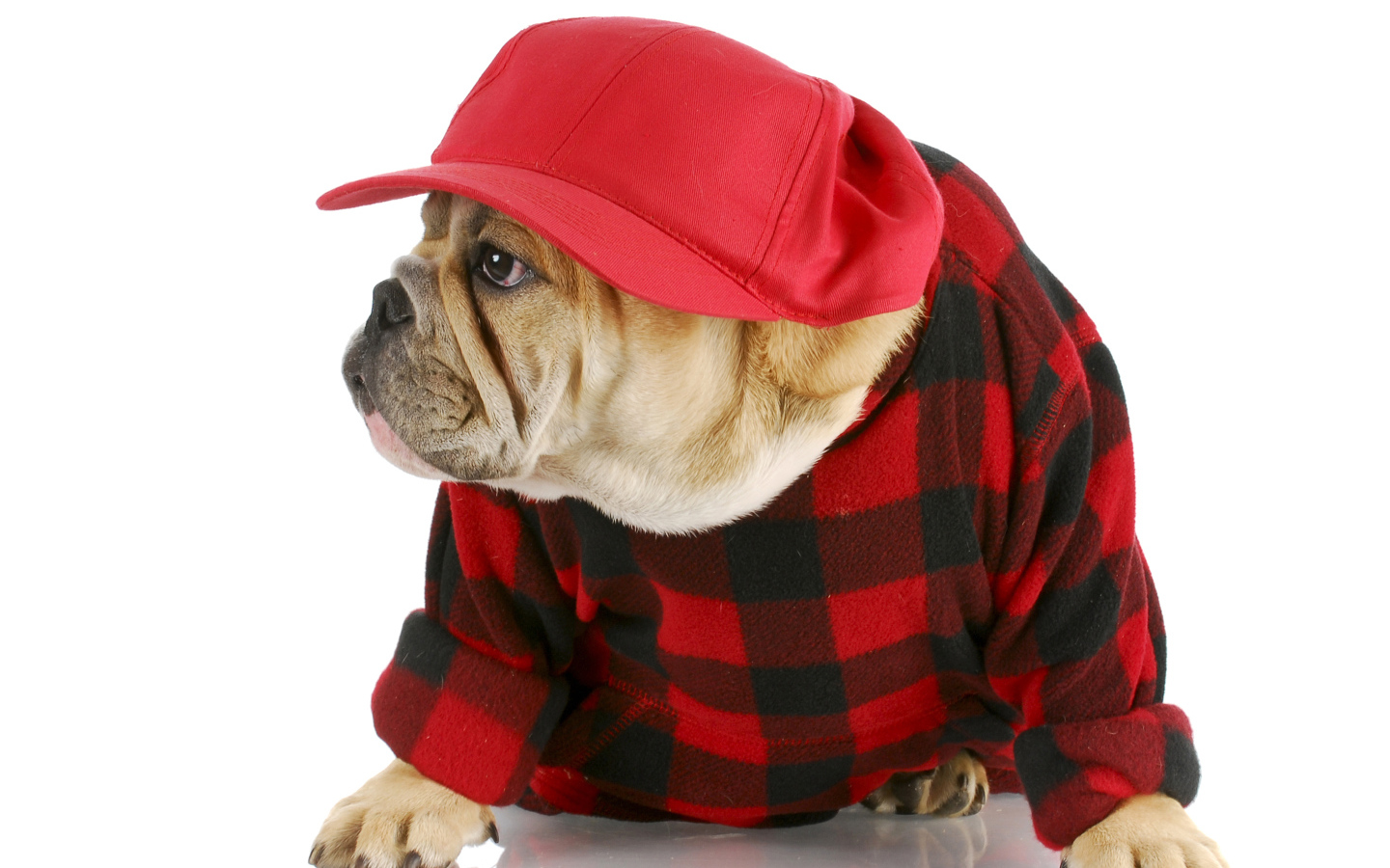 Бульдог в бейсболке на белом фоне