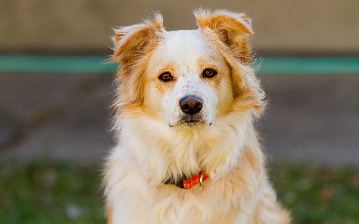 Умная собака с ошейником