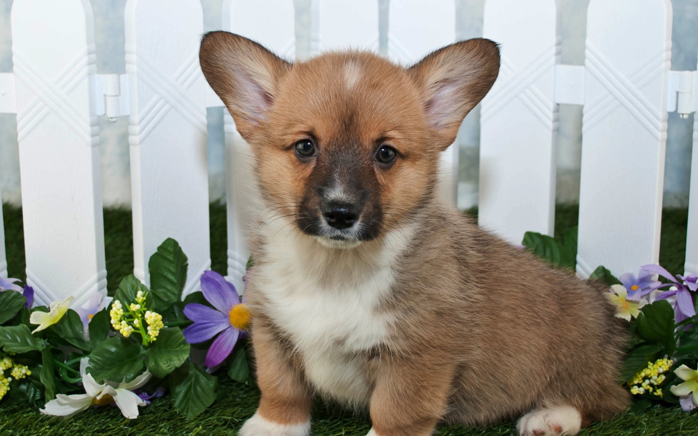 Милый маленький щенок вельш корги сидит на траве