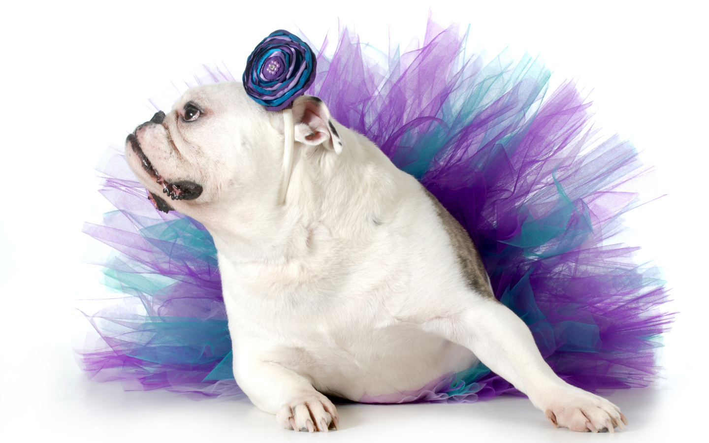 Английский бульдог в костюме на белом фоне