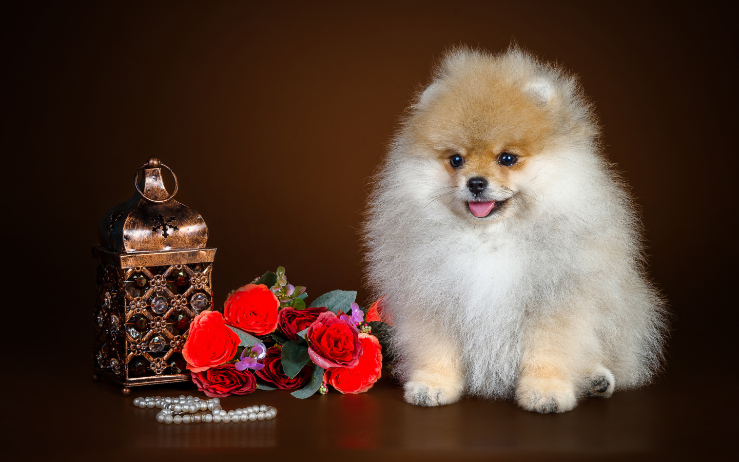 Пушистый шпиц с букетом цветов и шкатулкой