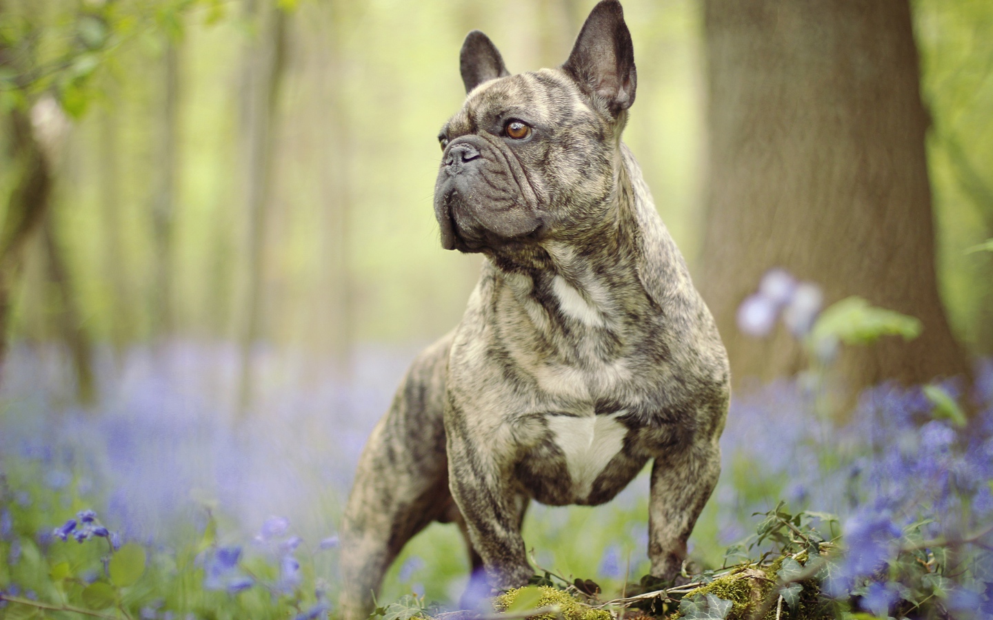 Французский бульдог гуляет по лесу