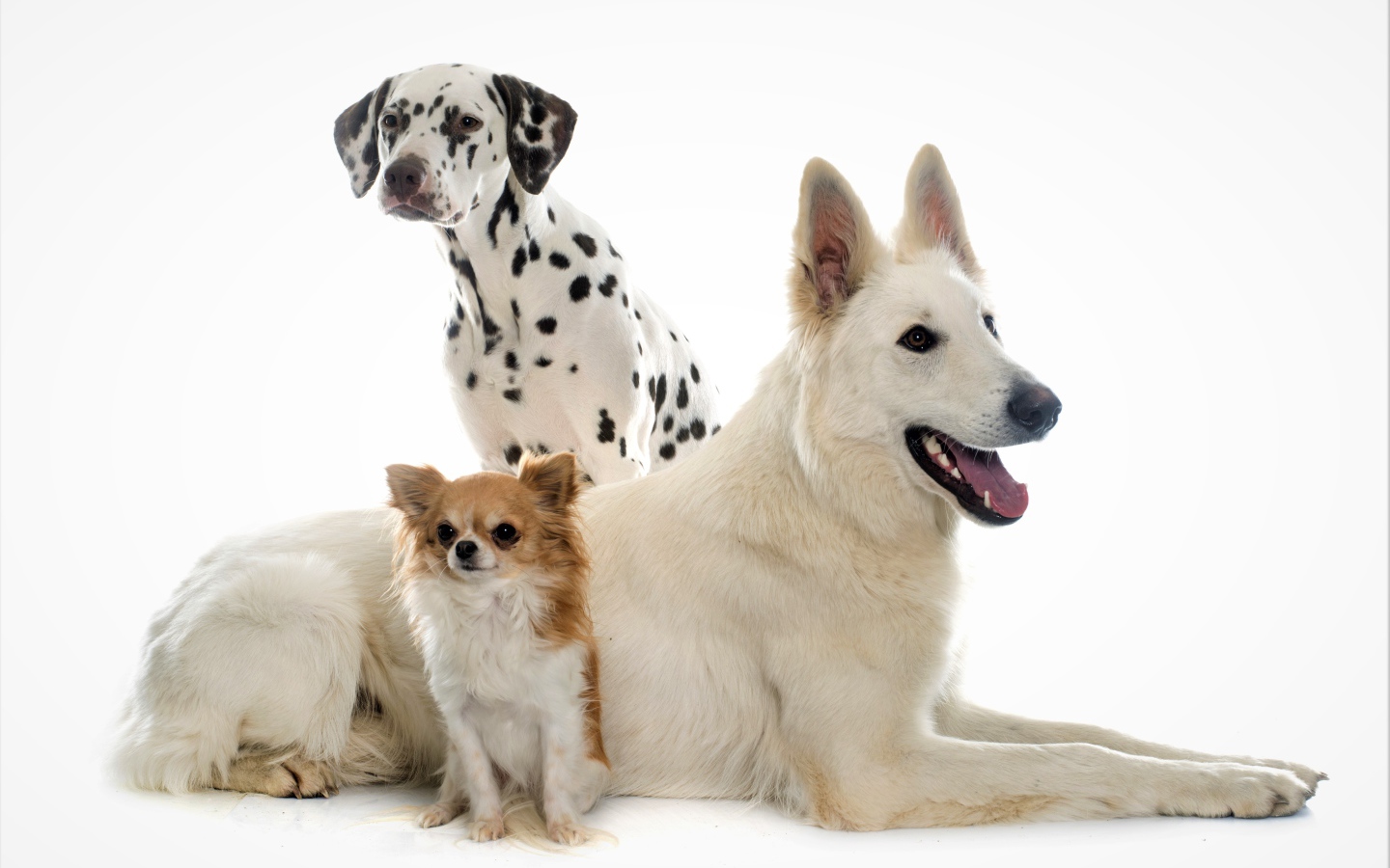 Немецкая овчарка, далматинец и чихуахуа на белом фоне