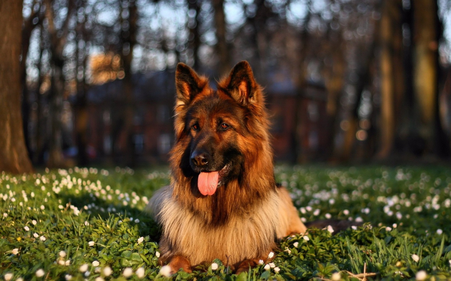German shepherd with tongue hanging out lying on the grass